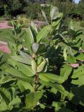 Asclepias syriaca