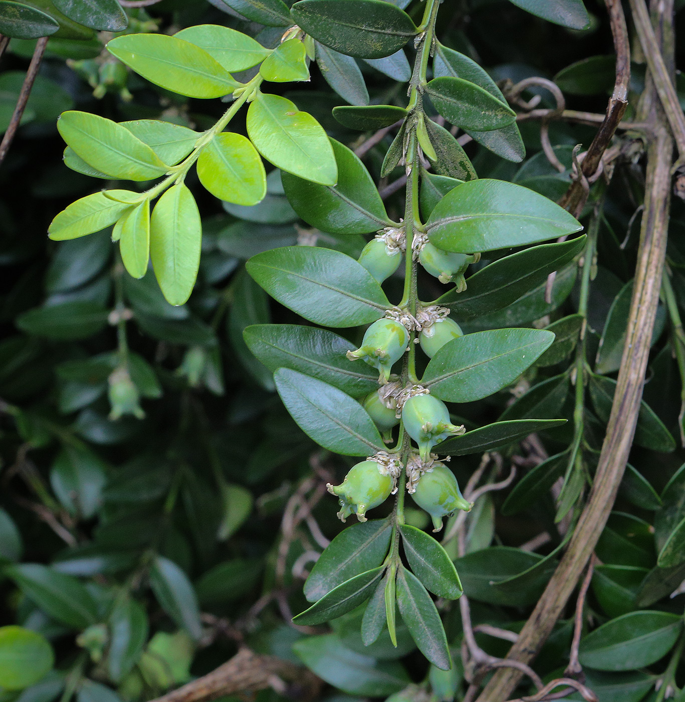 Image of Buxus colchica specimen.