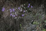 Campanula longistyla. Цветущее растение. Абхазия, Гудаутский р-н, окр. с. Лдза, галечно-песчаный склон. 15.04.2024.