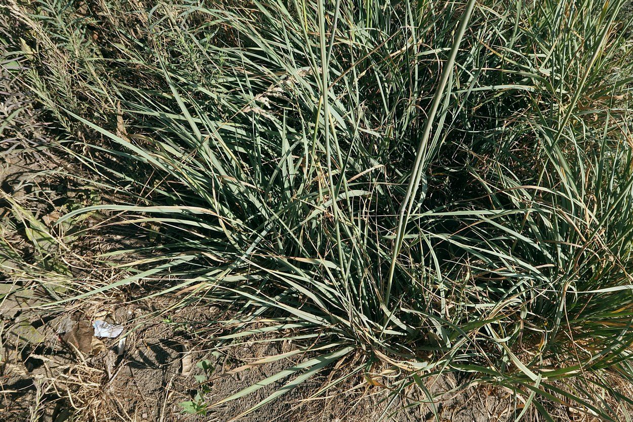 Image of Psathyrostachys juncea specimen.