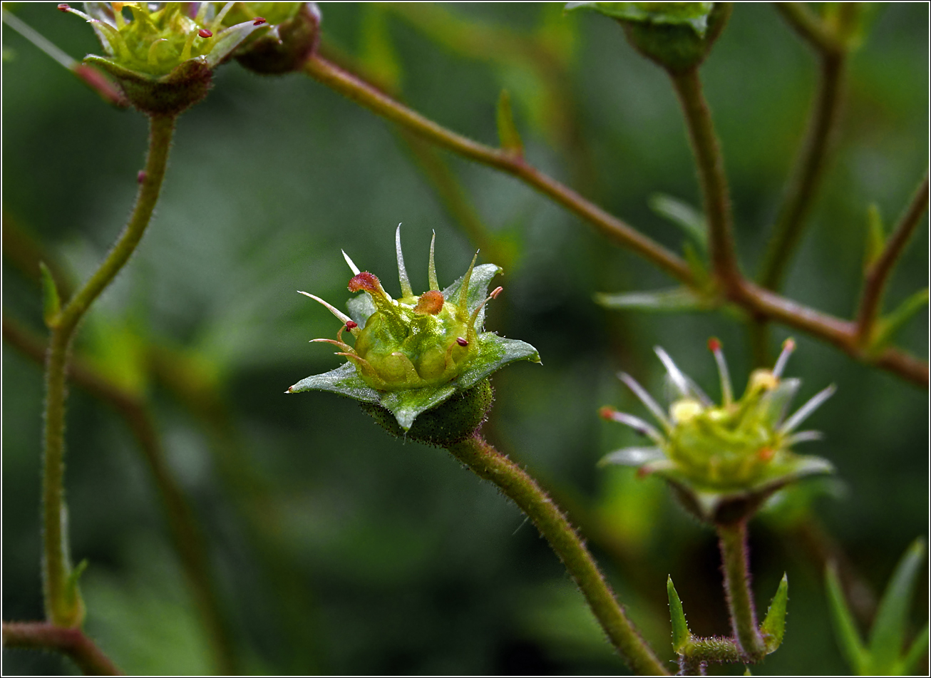 Image of Saxifraga &times; arendsii specimen.