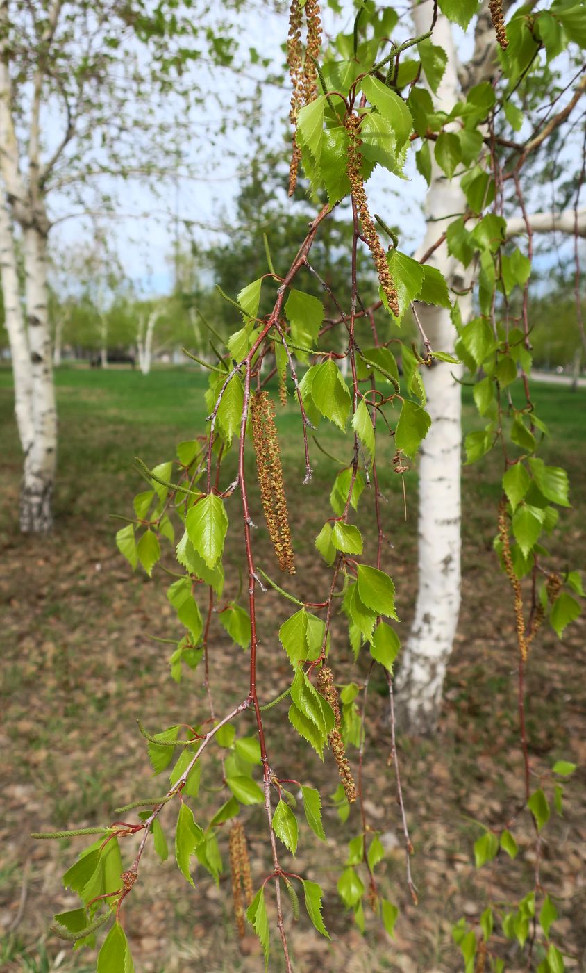 Image of Betula pendula specimen.