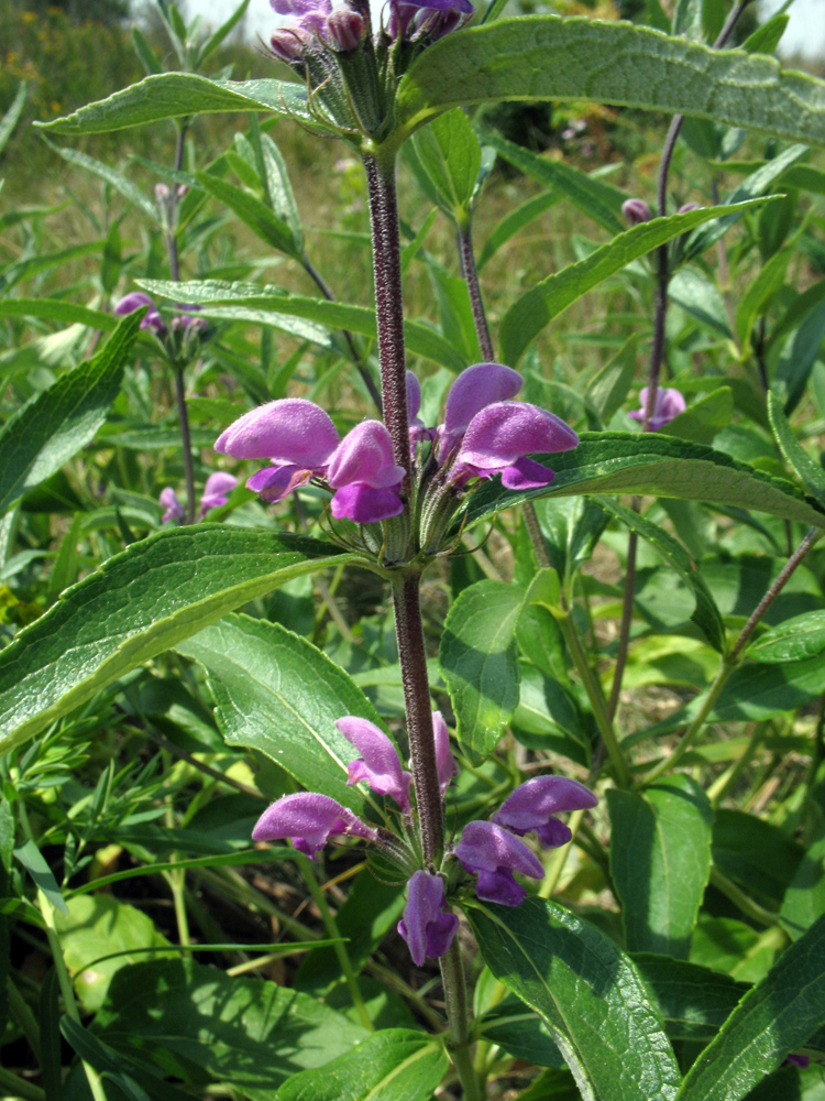Изображение особи Phlomis pungens.