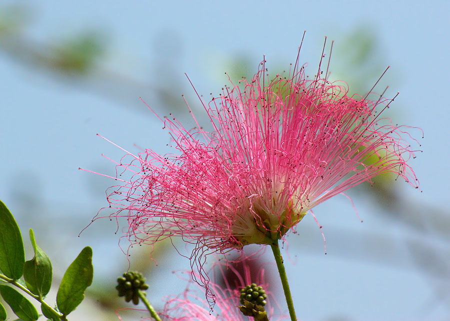 Изображение особи род Calliandra.