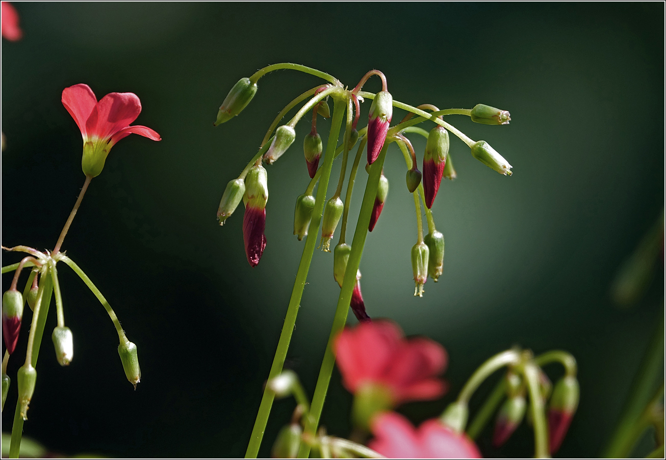 Image of Oxalis tetraphylla specimen.