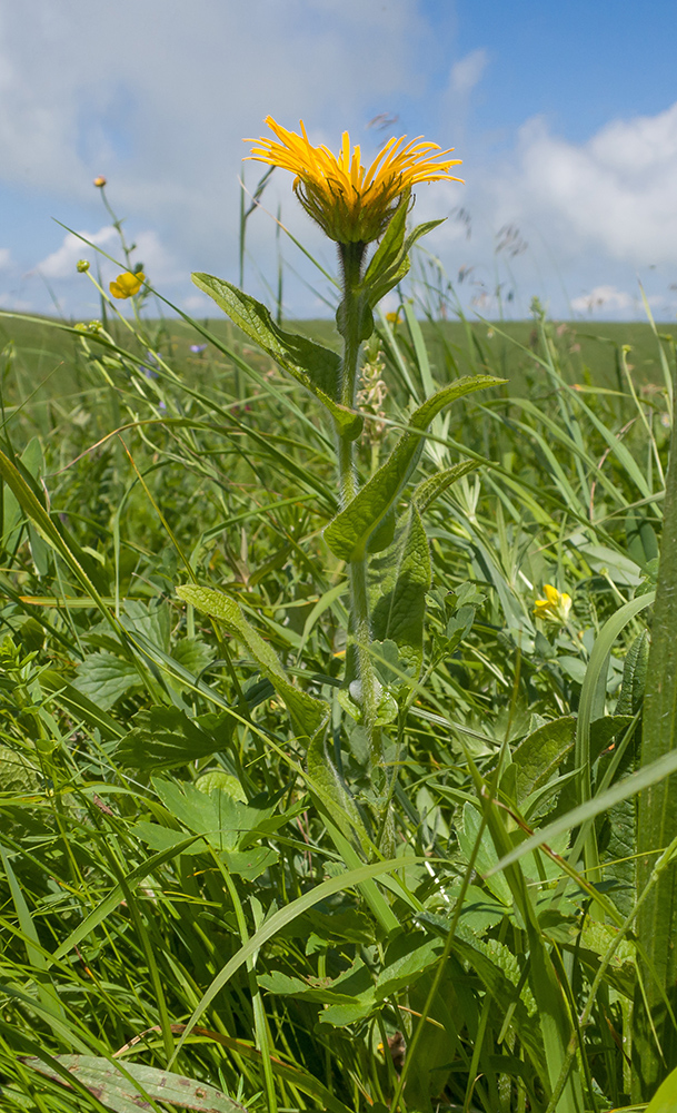 Image of Inula orientalis specimen.