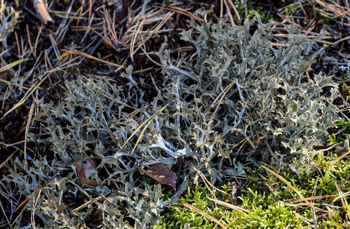 Image of Cetraria islandica specimen.