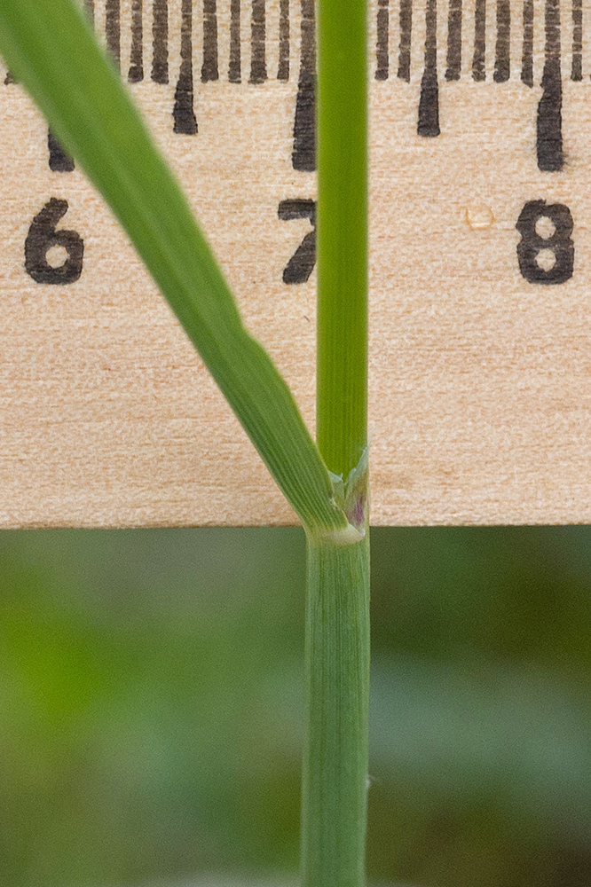 Изображение особи Calamagrostis balkharica.