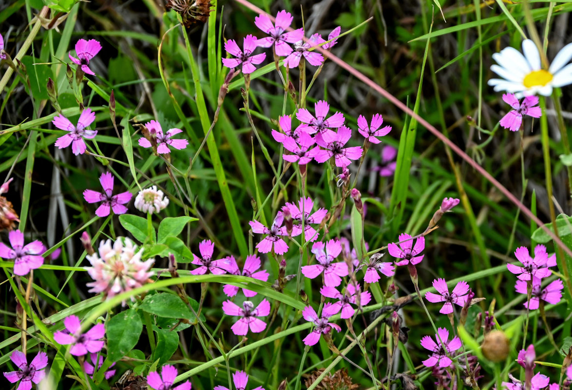Изображение особи Dianthus deltoides.