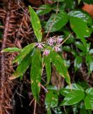 Ardisia crispa. Верхушка побега с соцветием. Китай, провинция Гуанси, рисовые террасы Лунцзи, опушка смешанного леса. 30.05.2024.