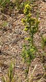 Artemisia palustris. Цветущее растение. Бурятия, южное побережье оз. Гусиное, 17 августа 2005 г.