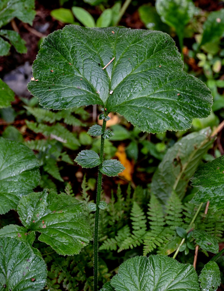 Image of Geum macrophyllum specimen.