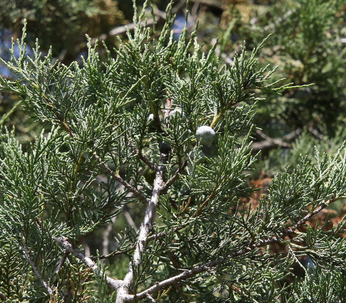 Изображение особи Juniperus excelsa.