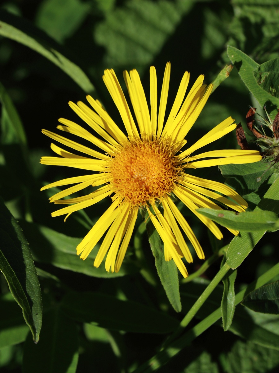 Изображение особи Inula salicina.