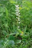 Pyrola rotundifolia