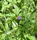 Geranium robertianum