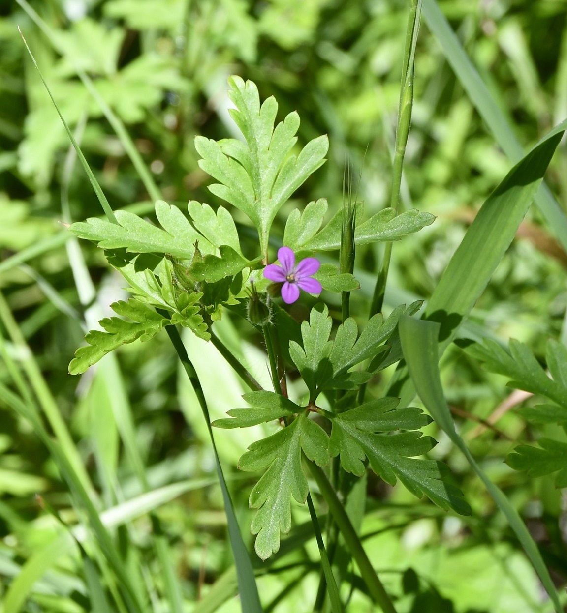 Image of Geranium robertianum specimen.