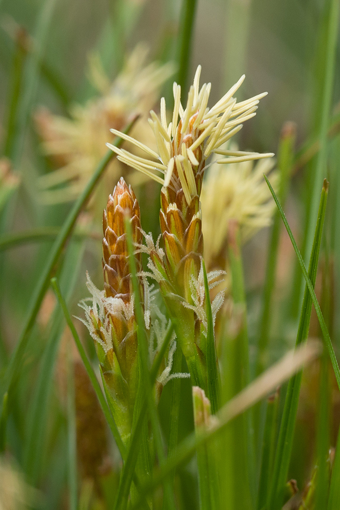 Изображение особи Carex halleriana.