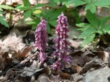Lathraea squamaria