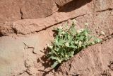 familia Brassicaceae. Цветущее растение. Таджикистан, Хатлонская обл., Кабодиёнский р-н, хр. Аруктау, окр. пер. Дандан-Чикан, пестроцветы. 15 апреля 2025 г.