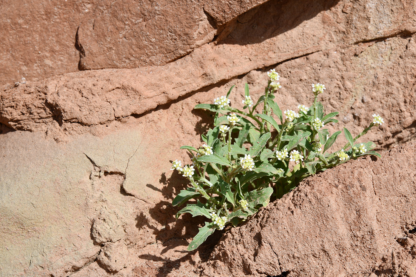 Image of Tetracmidion glochidiatum specimen.