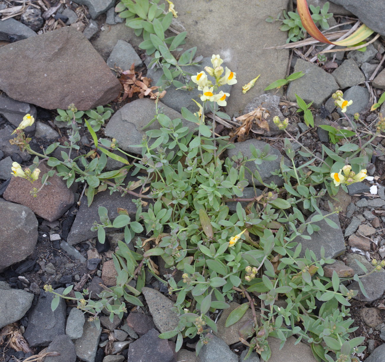 Image of Linaria japonica specimen.