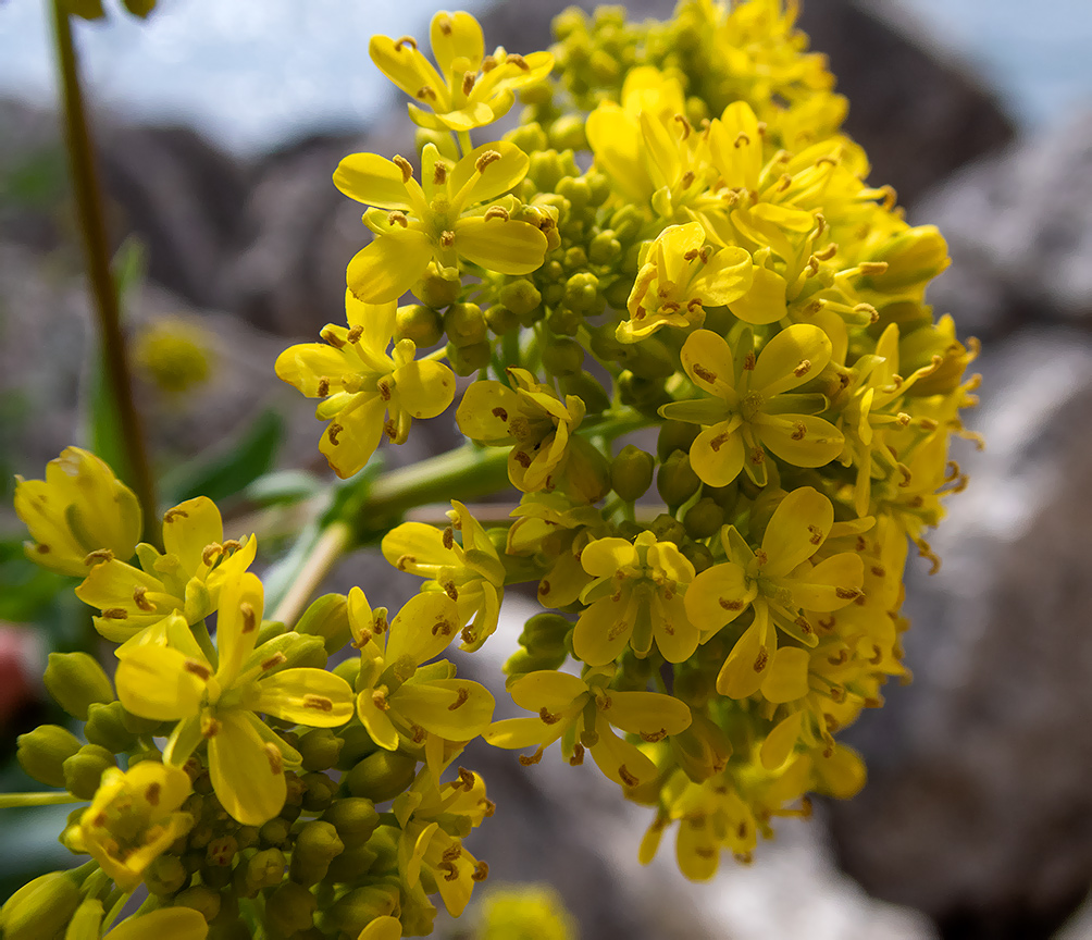 Image of Isatis tinctoria specimen.