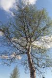 Betula czerepanovii. Средняя часть ствола и крона взрослого дерева. Мурманск, Октябрьский р-н, окр. оз. Среднее, смешанный лес с доминированием Betula. 31.05.2025.