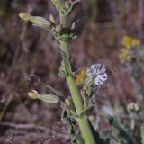 Silene viscosa