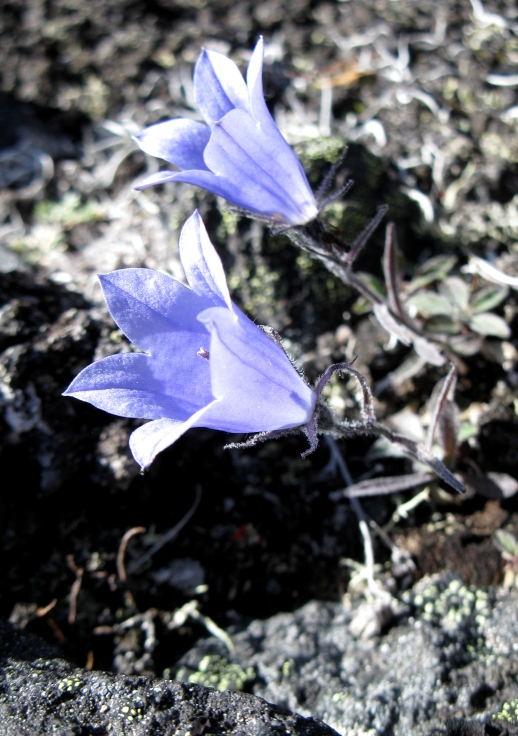 Image of Campanula lasiocarpa specimen.