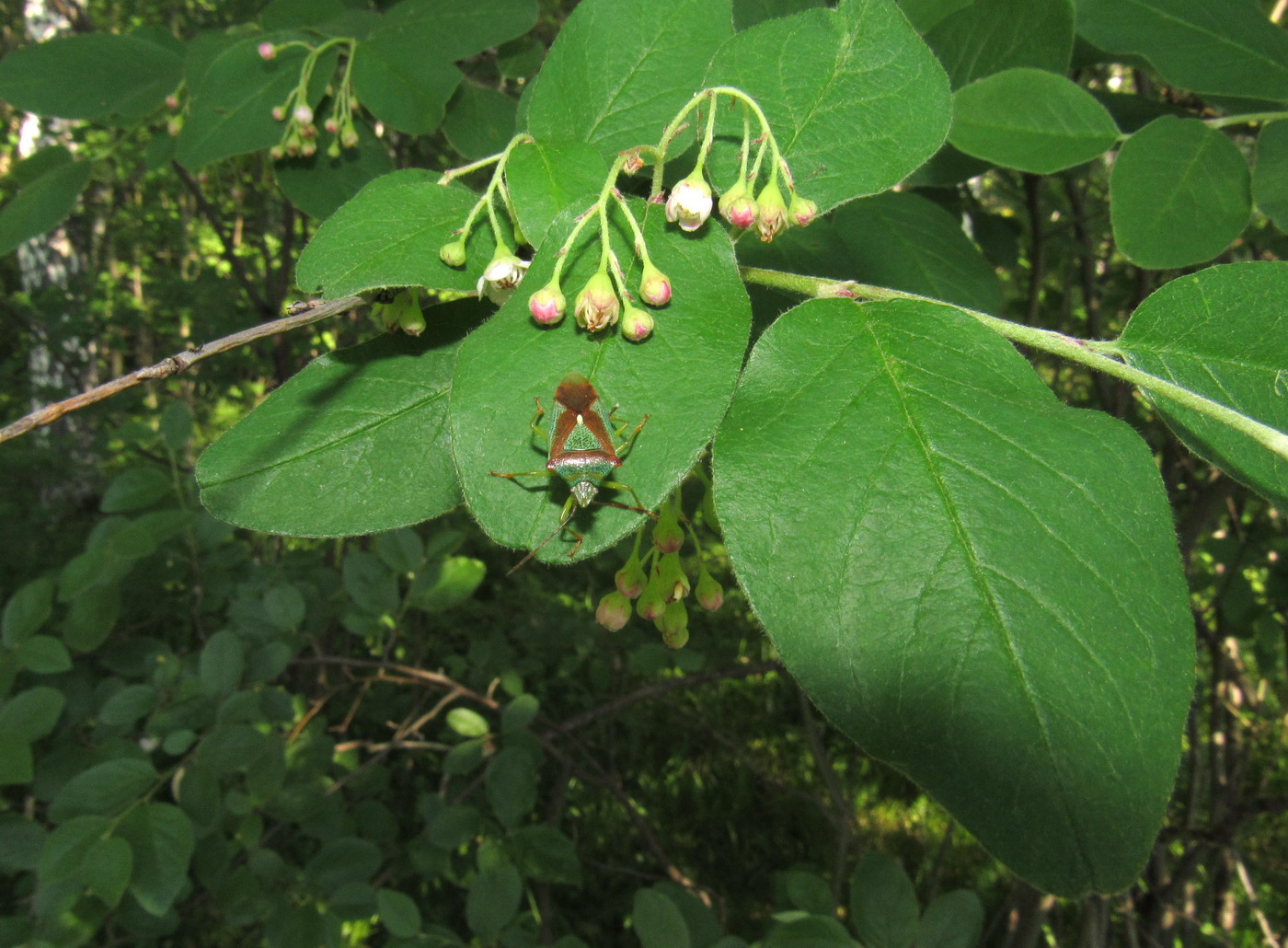 Image of Cotoneaster messerschmidtii specimen.