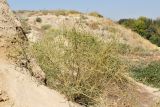 Bassia prostrata