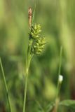 Carex pallescens. Верхушка отцветающего растения. Беларусь, Витебская обл., пос. Езерище, дендрарий Езерищеского лесничества, разнотравно-злаковый луг на глинистой почве. 03.06.2025.