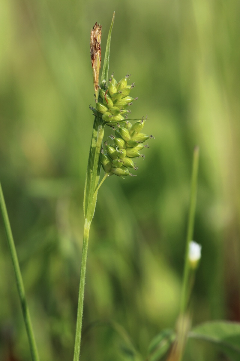 Изображение особи Carex pallescens.