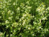 Halenia corniculata. Верхушки цветущих побегов. Хабаровский край, окр. г. Комсомольск-на-Амуре, дол. руч. Тёплый ключ, зарастающий пустырь. 23.07.2025.