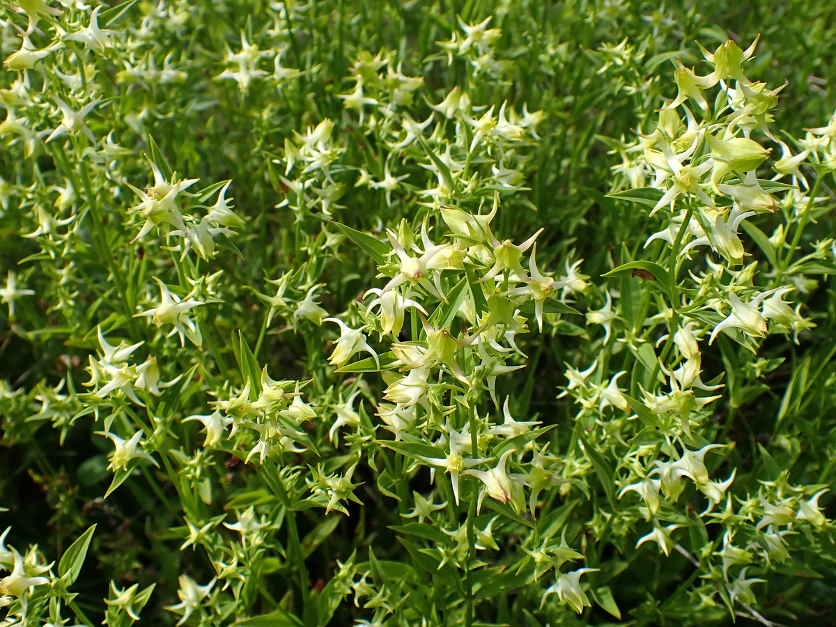 Изображение особи Halenia corniculata.