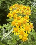 Senecio cineraria