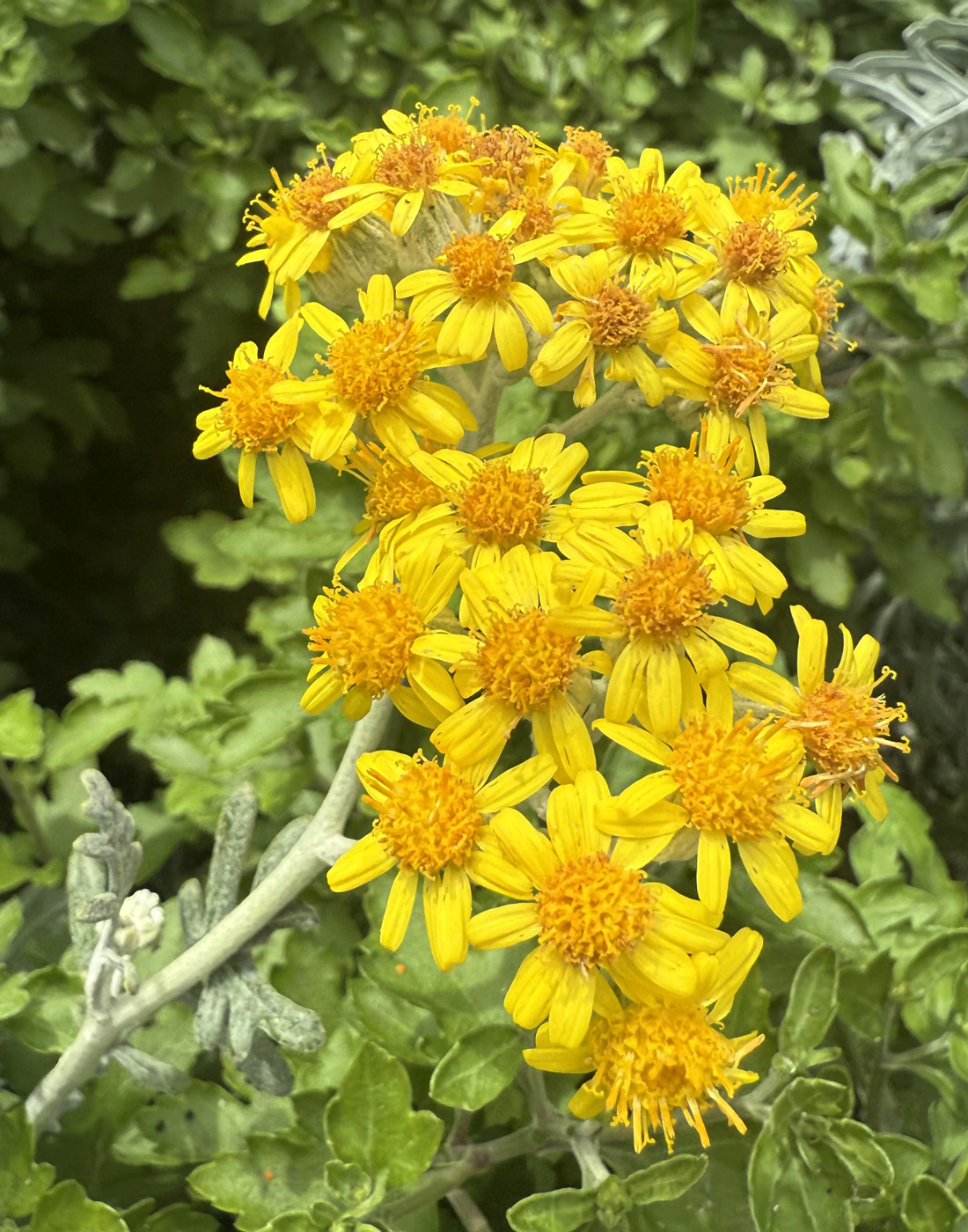 Image of Senecio cineraria specimen.