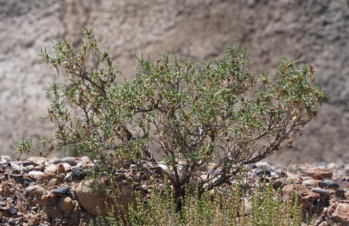 Image of familia Chenopodiaceae specimen.