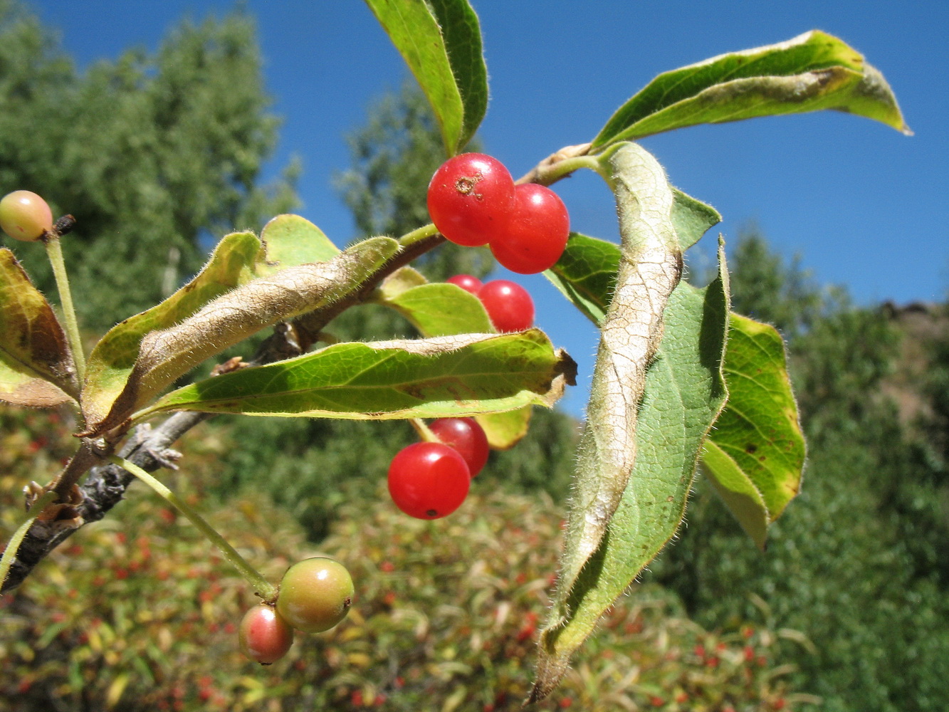 Изображение особи Lonicera karelinii.