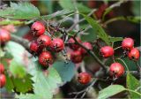Crataegus submollis. Часть ветви с созревшими плодами. Московская обл., Раменский р-н, окр. дер. Хрипань, садовый участок. 16.09.2025.
