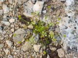 Chamaesciadium acaule. Цветущее растение (вид сверху). Карачаево-Черкесия, Зеленчукский р-н, гора Джангур, ≈ 1500 м н.у.м., кромка скального обрыва. 04.06.2025.