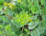 Bupleurum rotundifolium. Соцветие. Крым, гора Чатырдаг, склон яйлы, возле тропы. 3 июля 2010 г.