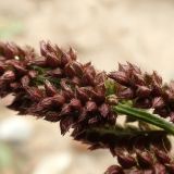 Echinochloa crus-galli. Плоды. Хабаровский край, г. Комсомольск-на-Амуре, зарастающий карьер. 28.08.2025.