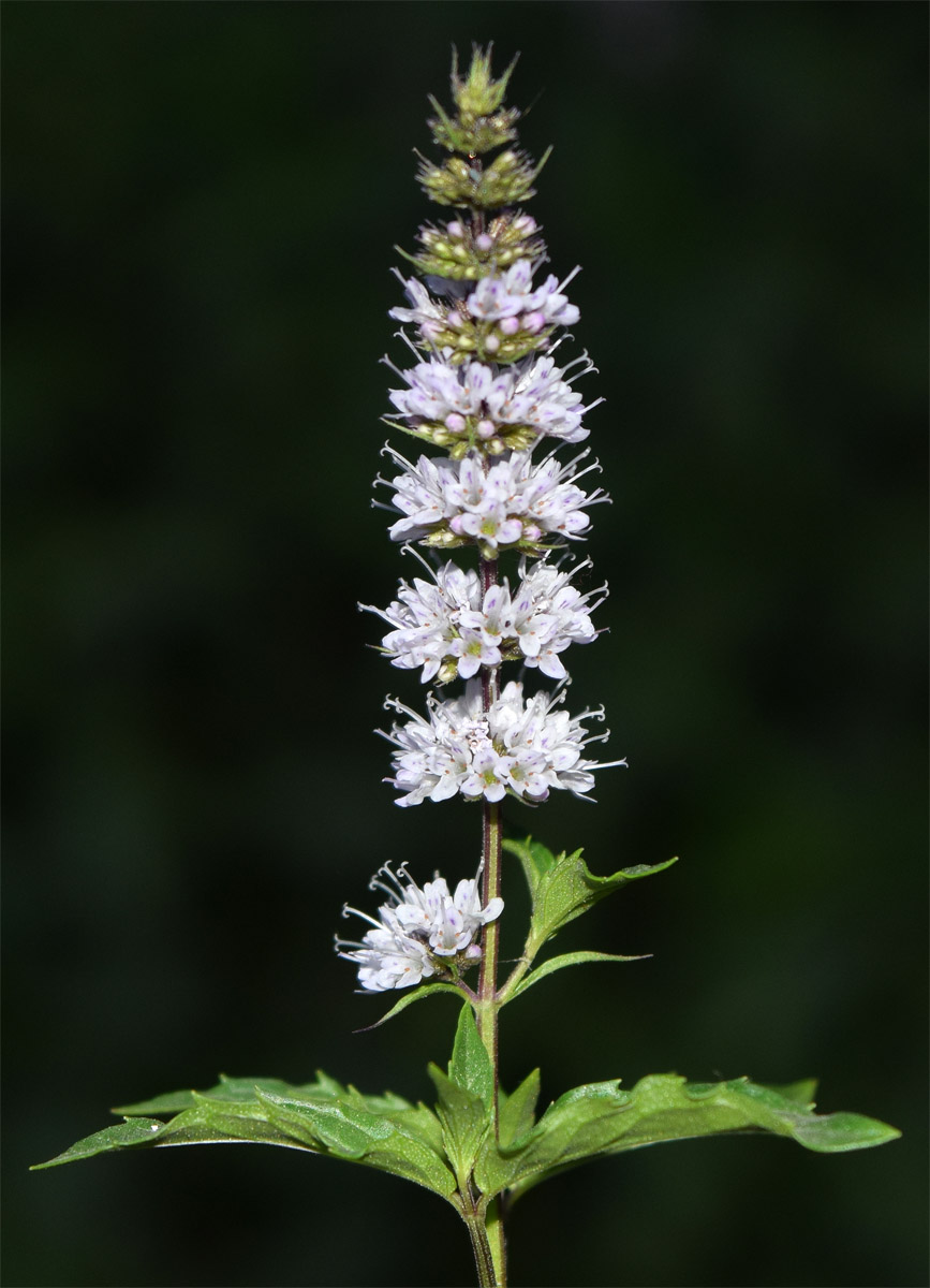 Изображение особи род Mentha.