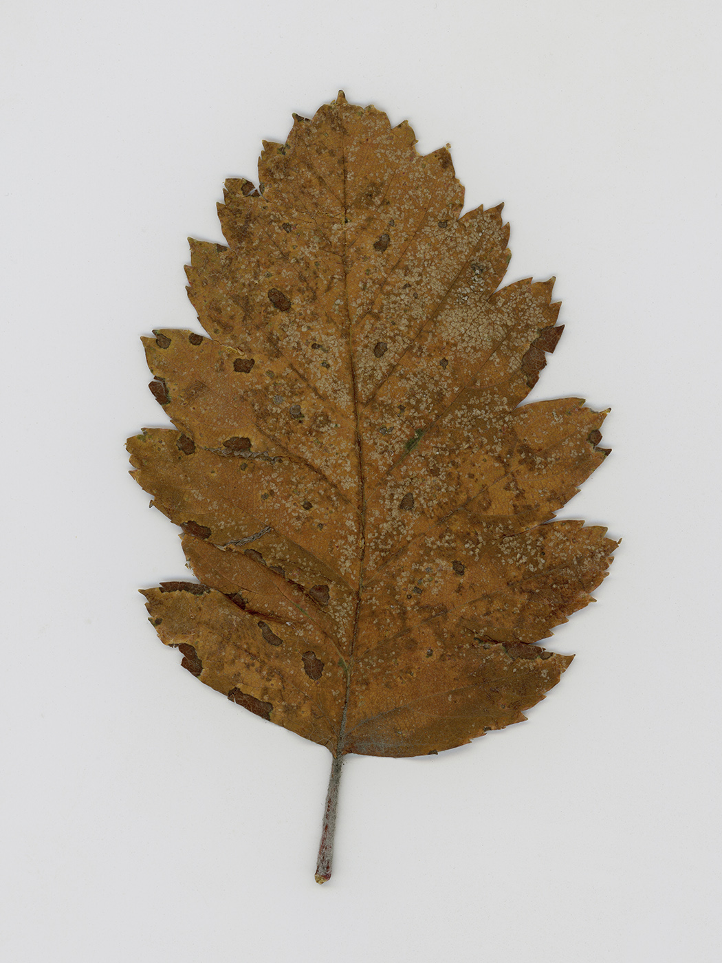 Изображение особи семейство Rosaceae.