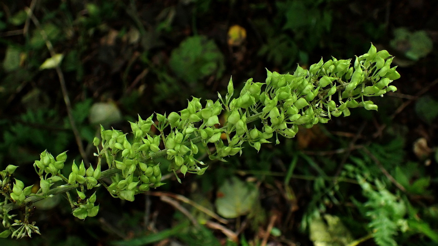 Image of Cimicifuga simplex specimen.