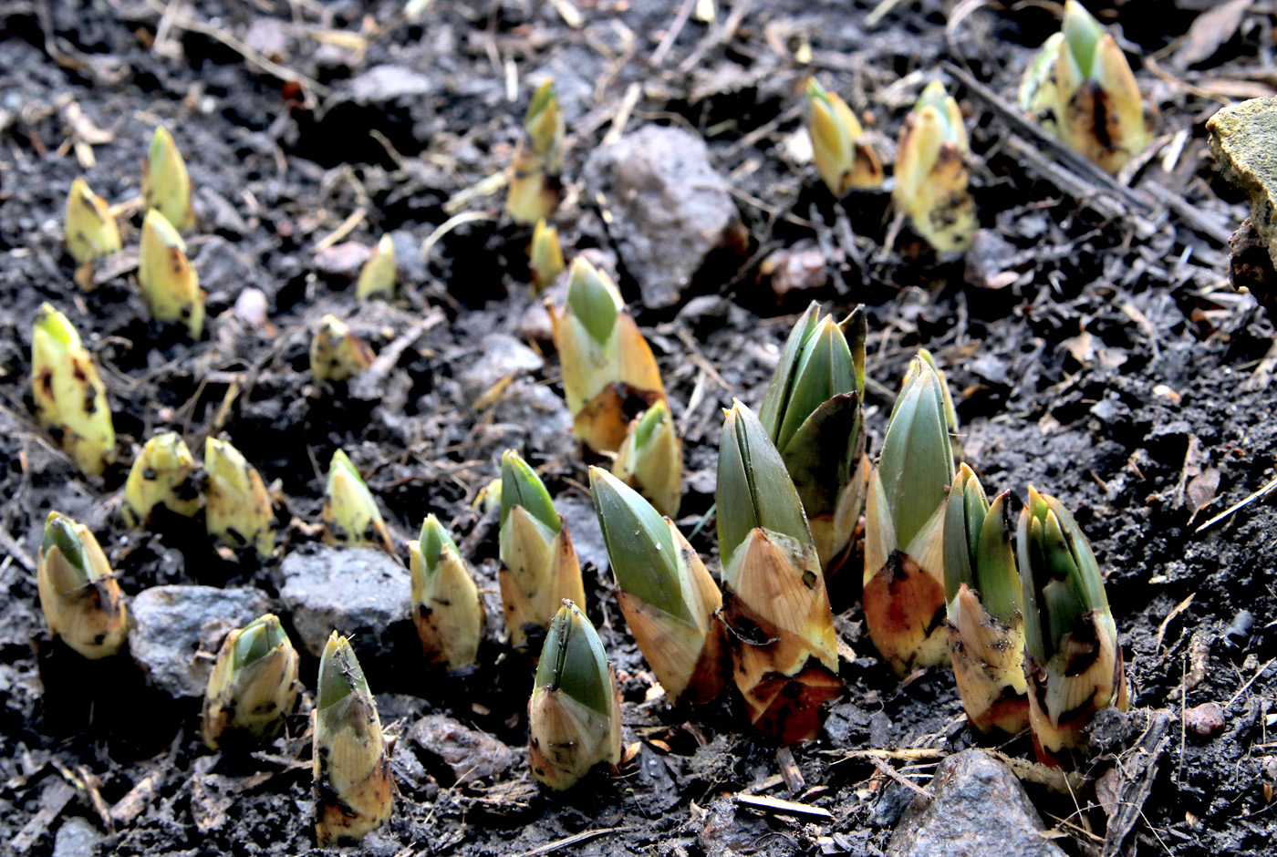Изображение особи Eremurus spectabilis.