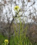 семейство Brassicaceae