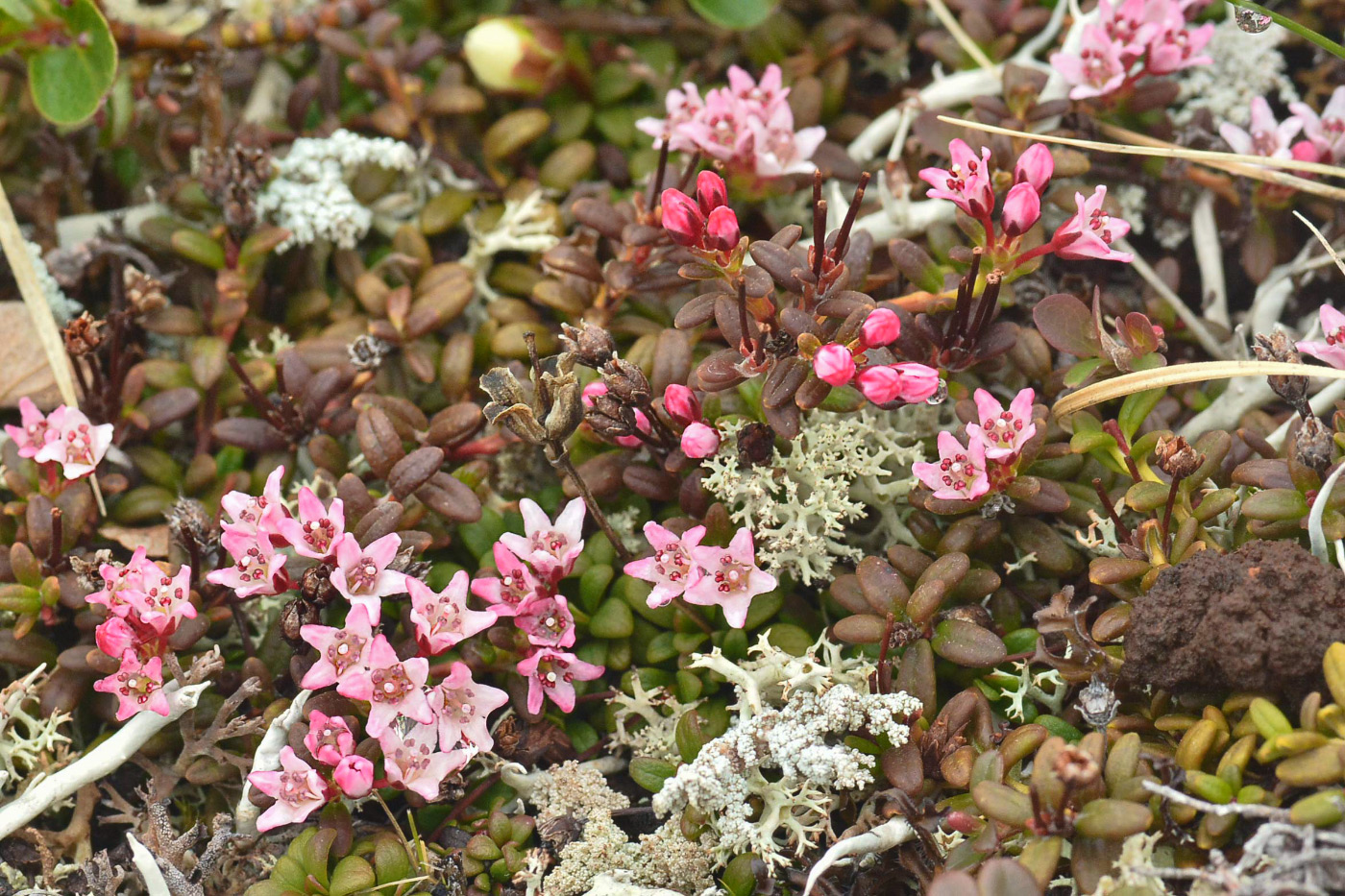 Изображение особи Loiseleuria procumbens.